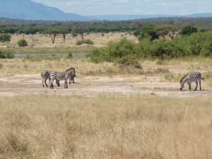Zebra fast zum Anfassen. Im Nationalpark gibt es viele Tierarten zu sehen und oft auch nah beieinander.
